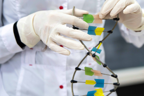 A person in white gloves and a white lab coat is assembling a small DNA model.